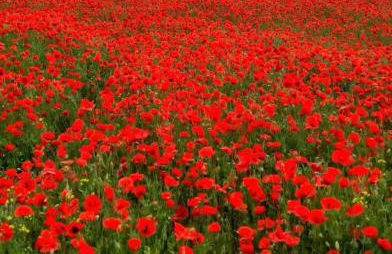 Ferienhaus Magasch - Foto 58