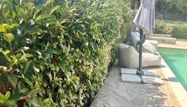 Villa Isabella Aegina - Foto 5, sunbed, Garden view