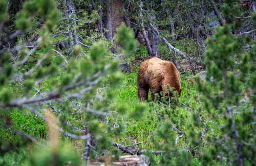 Mariposa Grove Creekside Retreat - To be featured on STAYCATION on the Destination Channel in 2026! - Foto 36