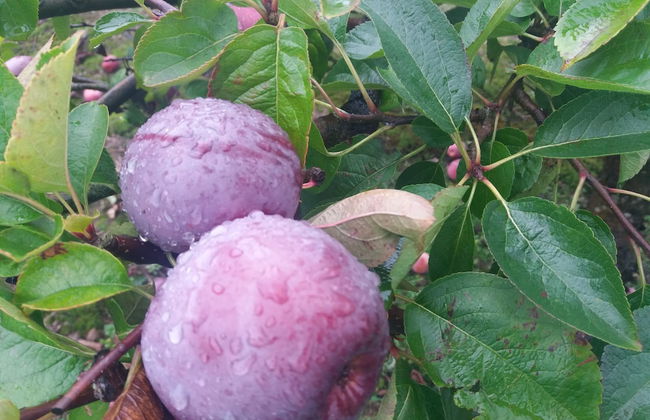 2013 Willerby Sunset Static Caravan Holiday Home - Foto 40