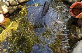 Casa com Piscina - Refúgio do Mar 3 Quartos - Foto 7