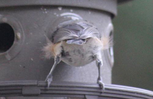 Modern Cottage with Peeks of Ocean Views - Foto 45