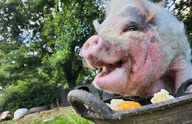 Idlewild Animal Sanctuary Farmhouse Stay - Charity - Photo 26