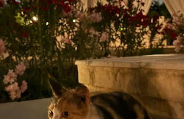 Casa alle Colonne - Foto 11