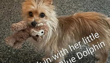 8 Berth Caravan at Blue Dolphin East coast - Foto 3