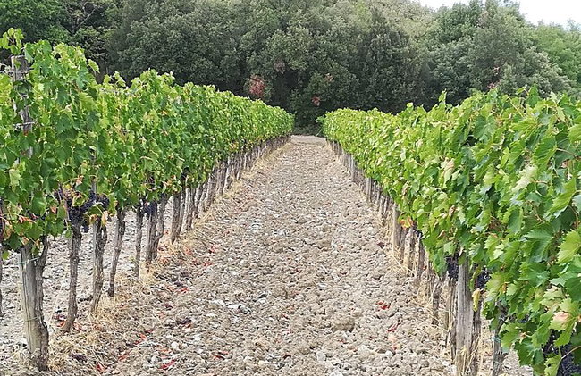 "Recorre las onduladas colinas de Chianti" con almuerzo y degustaciones de vino - Foto 9