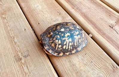 Lux Family Friendly Mountain Home - Foto 36