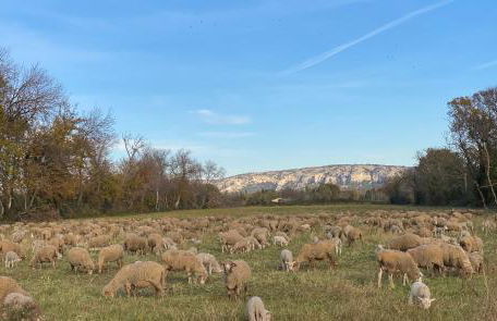 Mazet au pied des Alpilles, avec Piscine & Pétanque - Foto 25