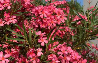 Residence Melody - Adult only - Foto 18