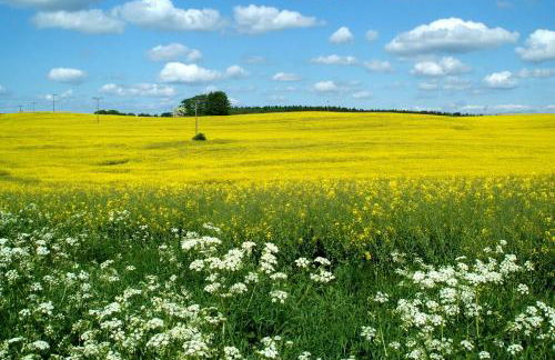 Ostsee-Ferienhaus im Grünen - Foto 18