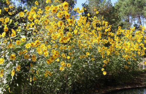 Les Rives du Lac de Léon - Foto 12