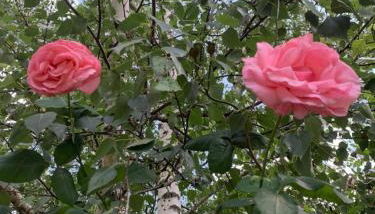 RESIDENCE ROKIA - Au fil de l*eau - Foto 4