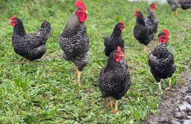 Casa de Pedra em Vinha no Dão - Foto 10