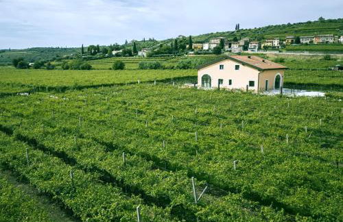 Agriturismo Igino - Relax fra i Vigneti della Valpolicella - Foto 21