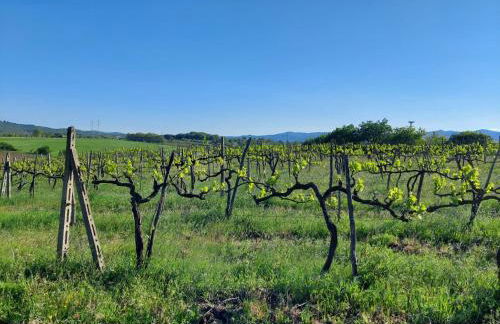 Tenuta i Lecci di Gurian Roberta Maura - Foto 67