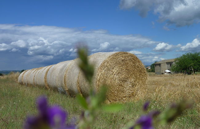 Casale dei Gelsi Bed & Breakfast - Foto 77