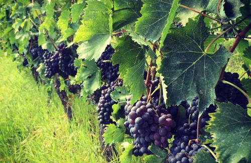 Agriturismo Palazzo Bandino - Wine cellar, on reservation restaurant and spa - Foto 25