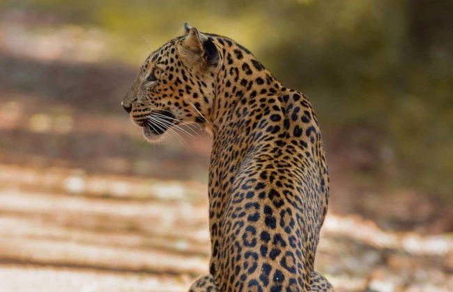 Safari privato nel Parco Nazionale di Wilpattu - Foto 4
