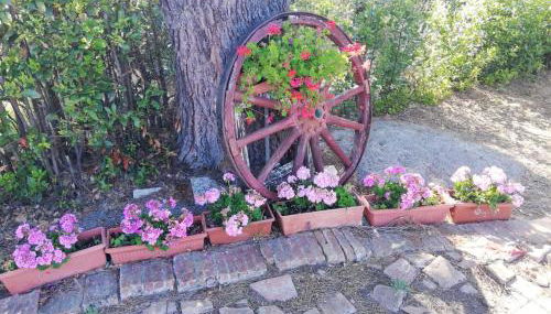 L'Aia degli olivi - Foto 4