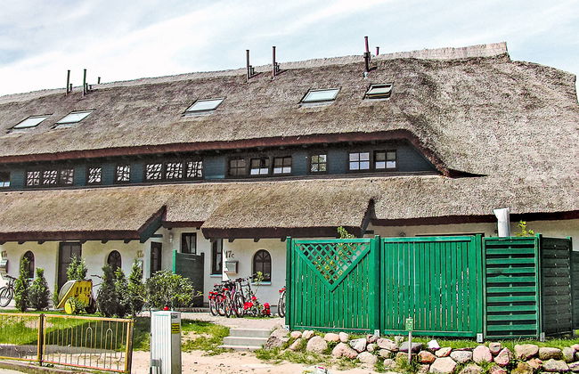 Strandflieder - Foto 24