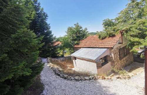 Dendrocopos Medius - Photo 26