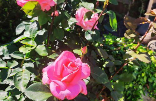 Strandhaus Alte Töpferei - Foto 70