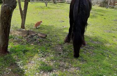 Country home in the Chiantishire close to Florence - Foto 16