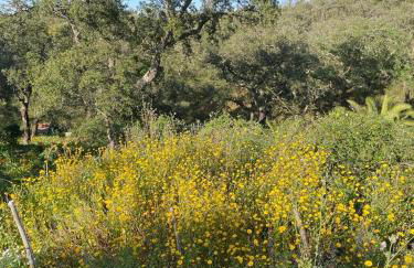 Três Figos - Foto 67