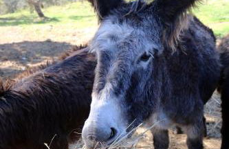 CÔA HONEYCOMB - Foto 14