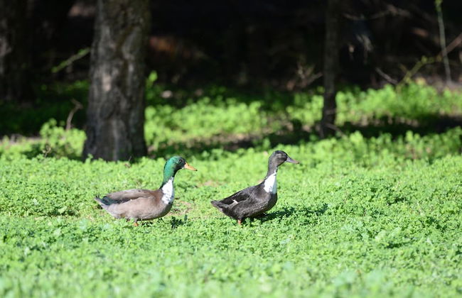 Quinta Pedagógica da Samoqueirinha Duna Parque Resorts & Hotels - Foto 42
