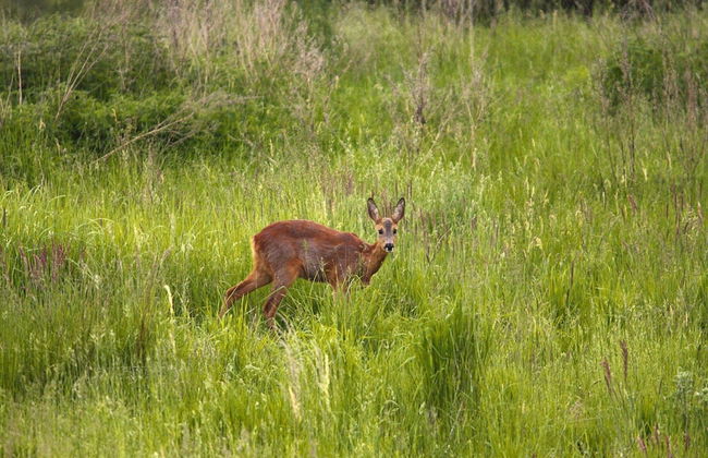 Ferienhaus am Garder See Inselblick - Foto 32