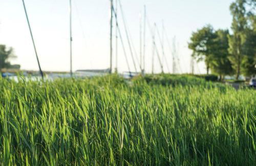 Ostseeferienhaus Nebengebäude - Foto 33