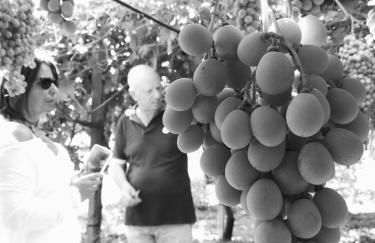 Masseria Marico - Foto 9