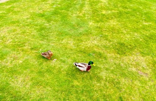 Wildflower, Premium Plus Hot Tub Lodge - Foto 14