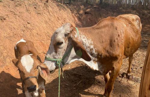 Sítio da Cachoeira Atibaia - Foto 7