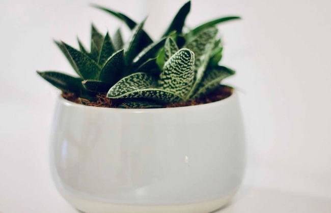 Dalmatian White Shell Apartment - Foto 32