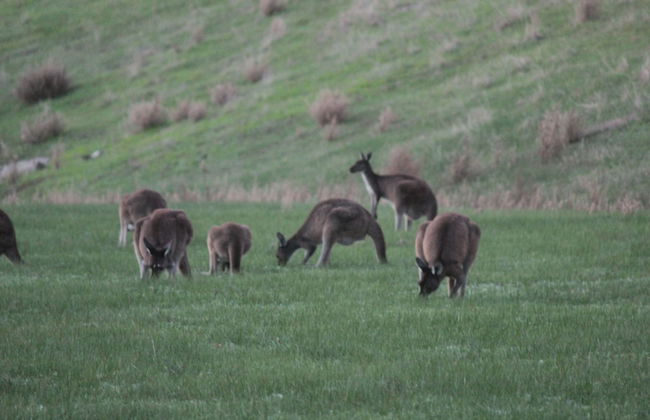 The Farmhouse Yallingup - Photo 14