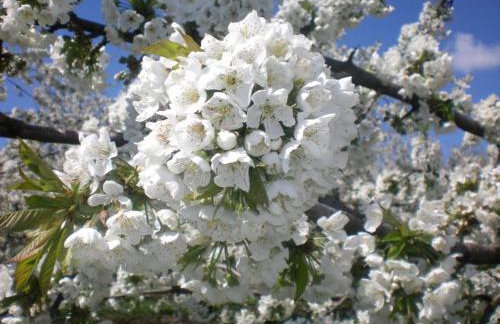 Ferienwohnungen Porisch - Foto 13