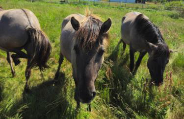 Gospodarstwo agroturystyczne ,, Pod Dębem'' - Foto 45