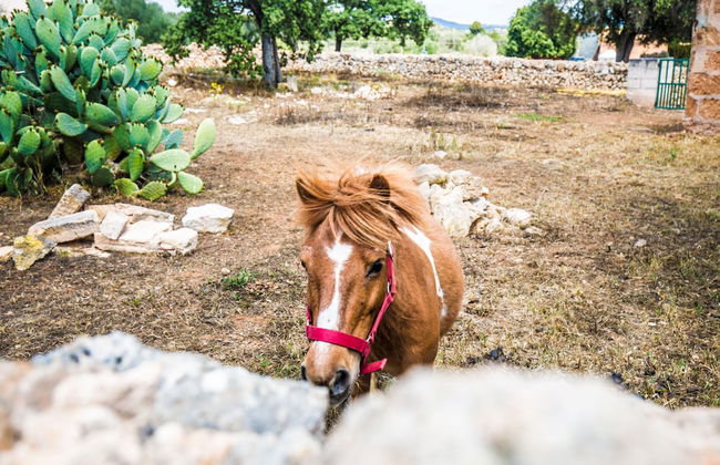 Finca Agroturismo Sa Cova den Borino - Foto 68