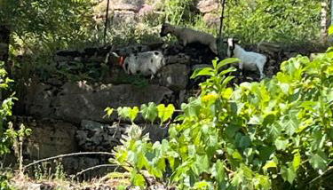 Gîtes de coussane - Photo 4