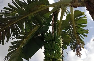 Cantinho da nona Nova Trento SC - Foto 25