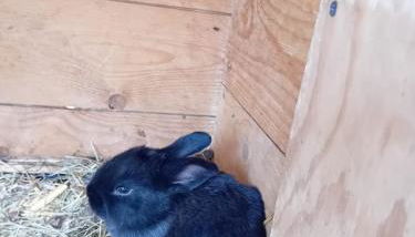 Ferienwohnung mit Bauernhofflair - Foto 2