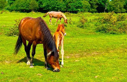 Jungle lodge - Photo 24