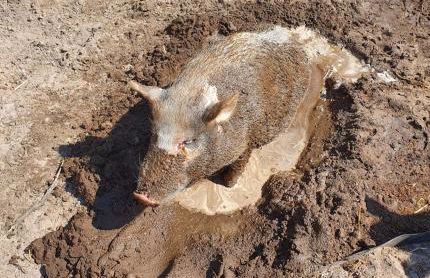 Gnaden- und Ferienhof Saale Wittgenstein in the middle of gar nix - Foto 40