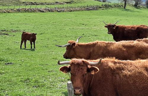 Cantal maison individuelle - Photo 7