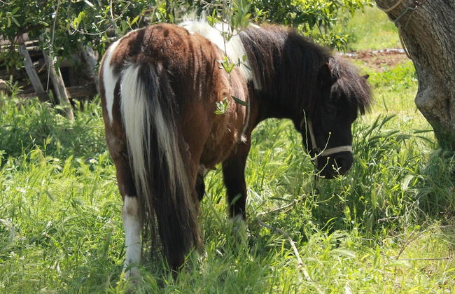 Agriturismo Sant'Andrea - Foto 48