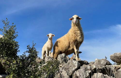 Stonevillas and Seaview Garden Marion - Foto 63