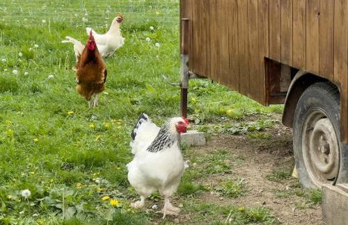 Biohof Stotz - Foto 19