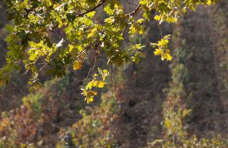 Terre di Sveva - Foto 45